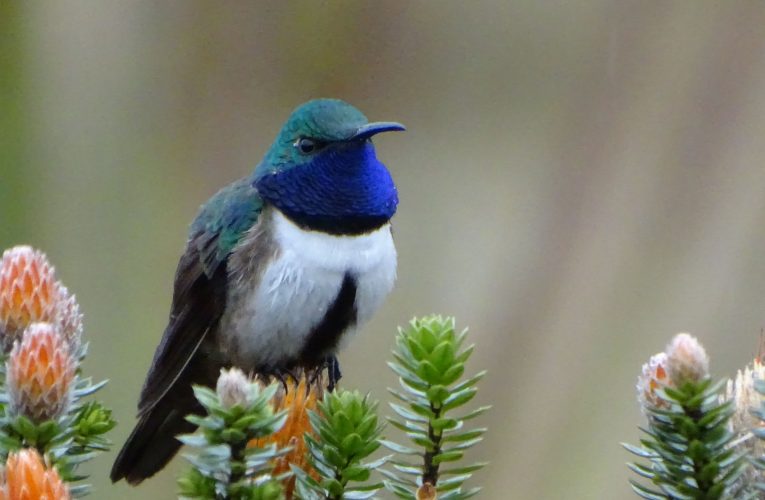 Un colibrí extremo. Estrella de garganta azul, una especie endémica de Ecuador