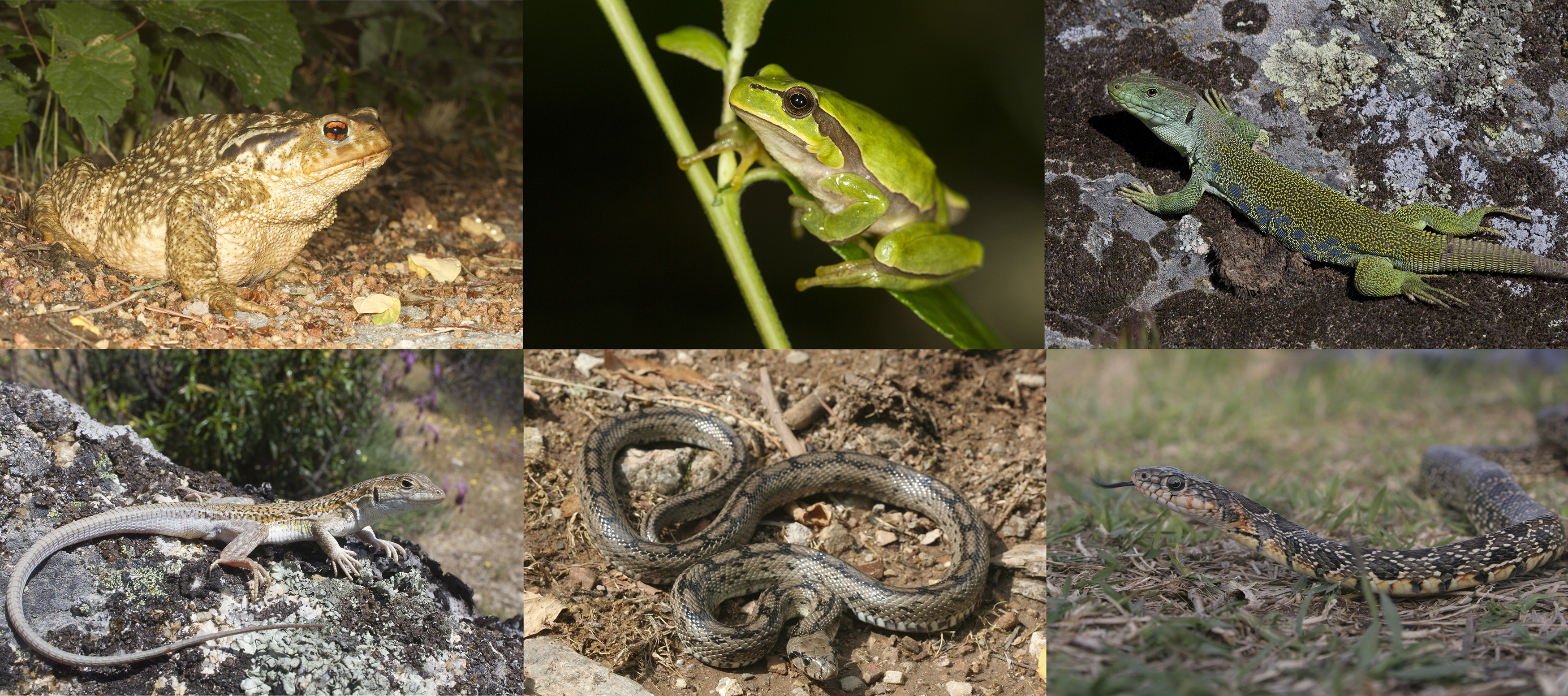 Anfibios y reptiles ibéricos: un tesoro biogeográfico lleno de endemismos.