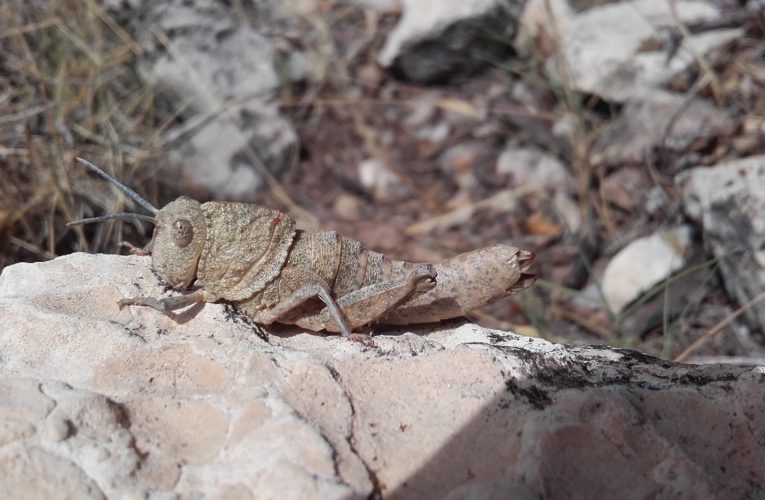 Ortópteros significativos de la provincia de Albacete