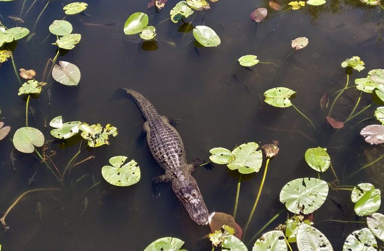 La protección de la naturaleza en Estados Unidos. Un caso particular: El Refugio de Vida Silvestre Patuxent.