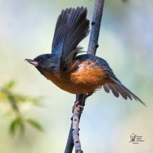 Conociendo al ladrón de néctar. Conversamos con Laura Domínguez Canseco