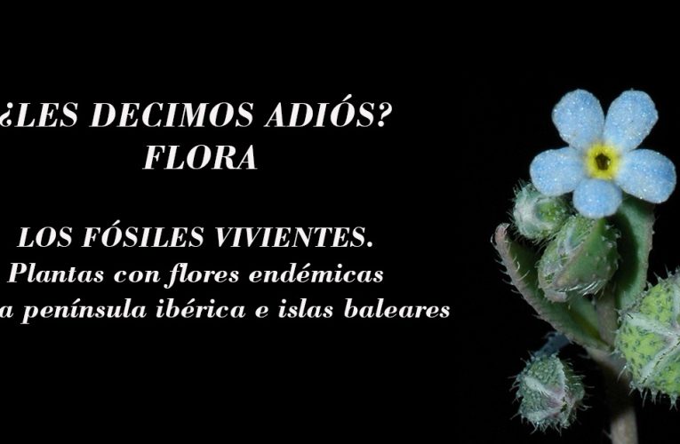 ¿LES DECIMOS ADIÓS? FLORA 1