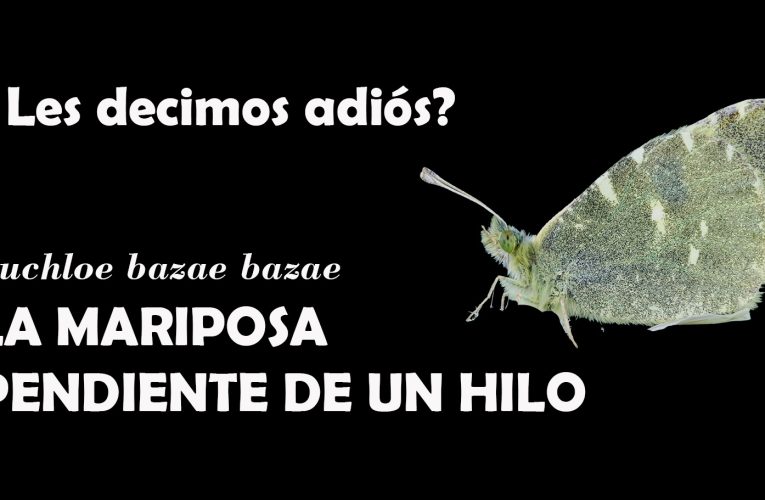 ¿Les decimos adiós? Capitulo 1 Invertebrados. LA MARIPOSA PENDIENTE DE UN HILO