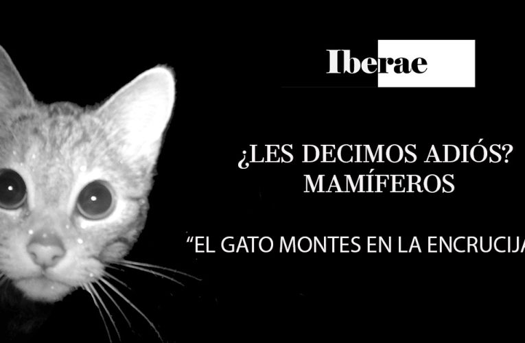 El gato montés en la encrucijada