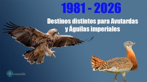 Avutardas y Águilas imperiales, las dos caras de la moneda